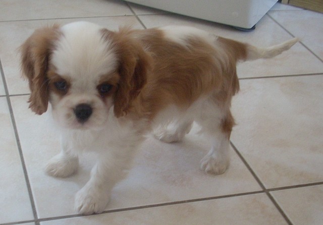 Cavalier King Charles : Harper du rocher de la Garelire